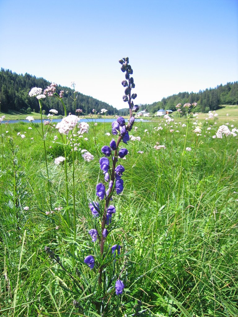 Aconitum napellus